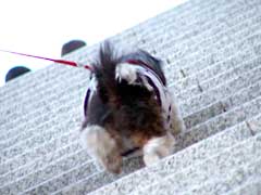 階段を登る犬